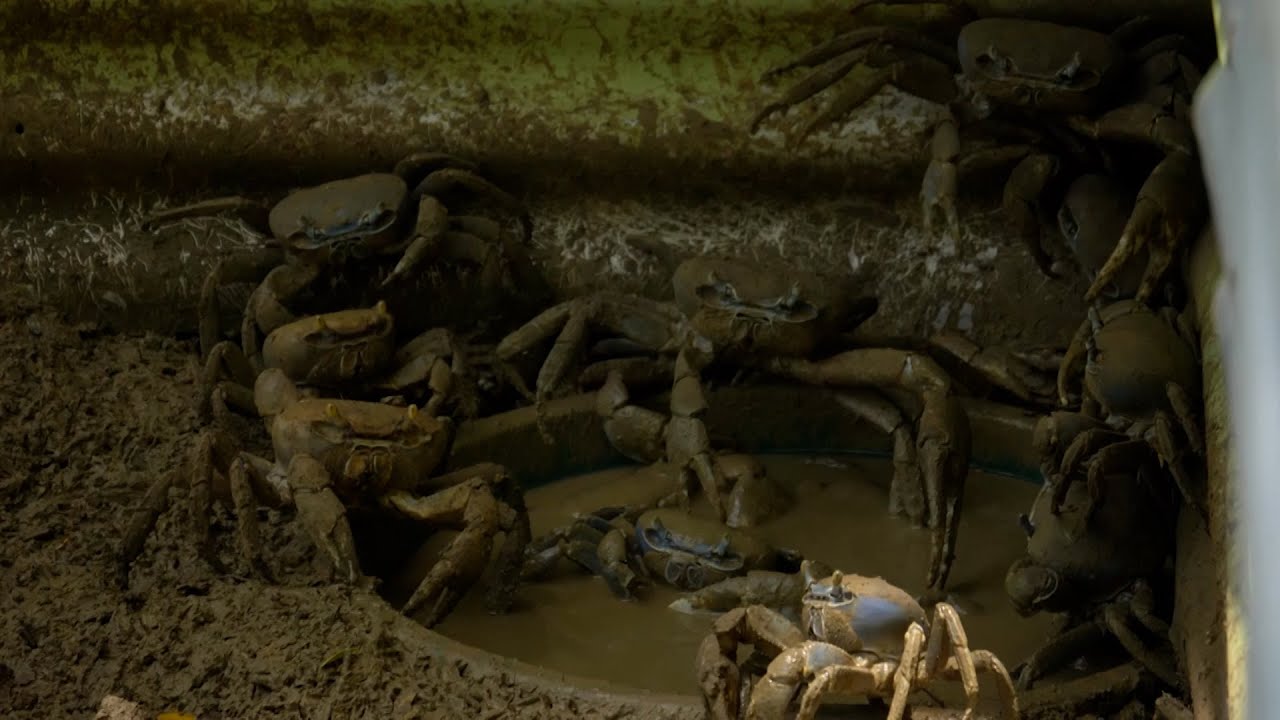 T&T's First Crab Farm