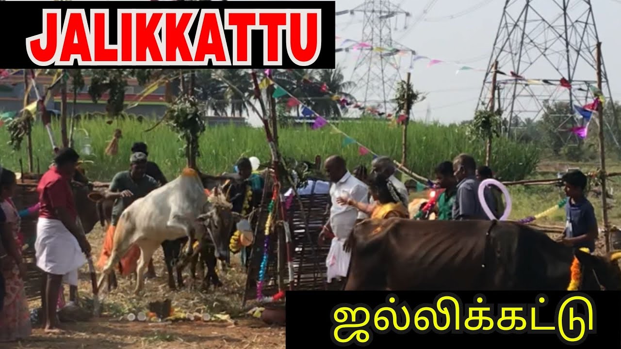 Eruthukattu Pongal 2024 | Village Eruthukattu | #Jallikkattu | Maadu vidum pongal | Cine Times