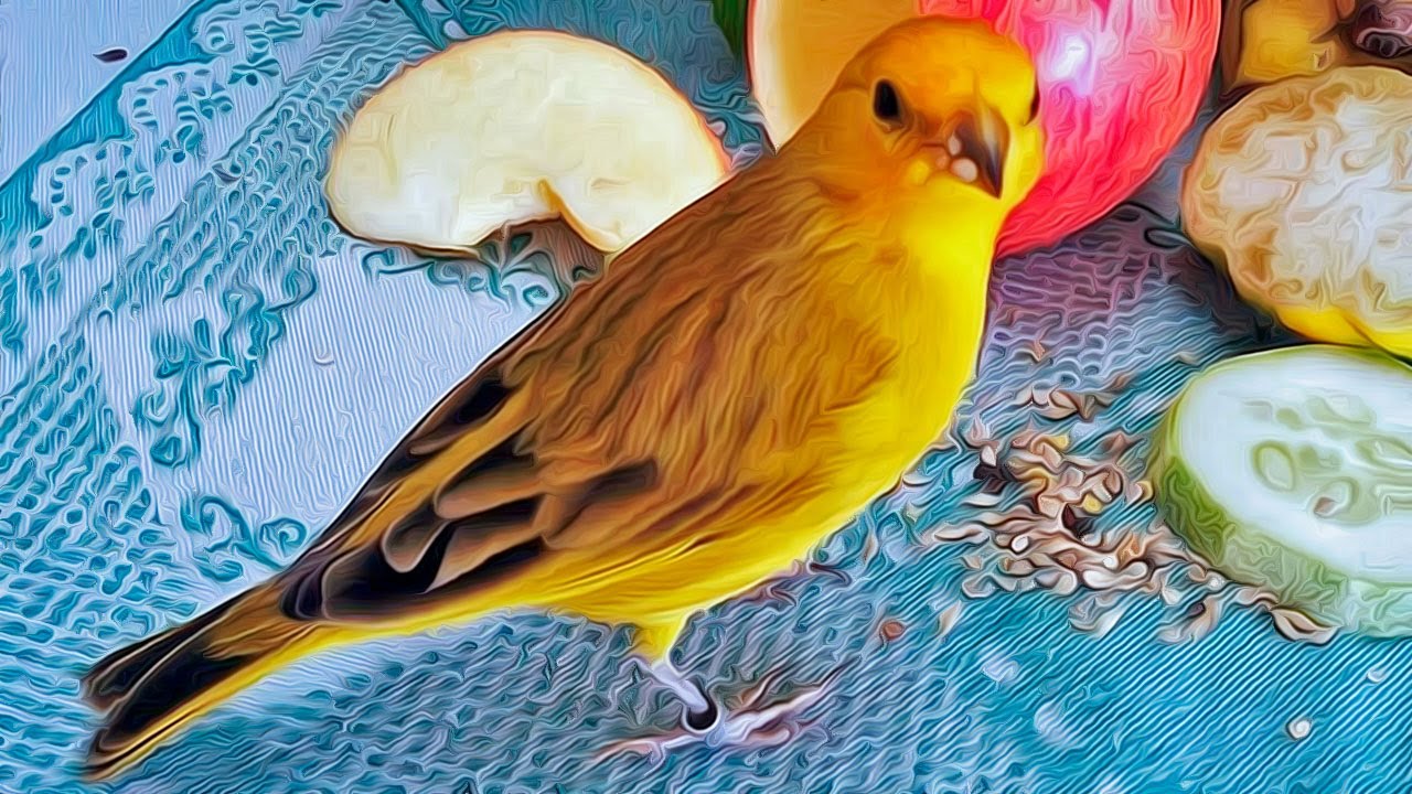 Canário da Terra Canto Perfeito Para filhotes 7 Minutos,canary