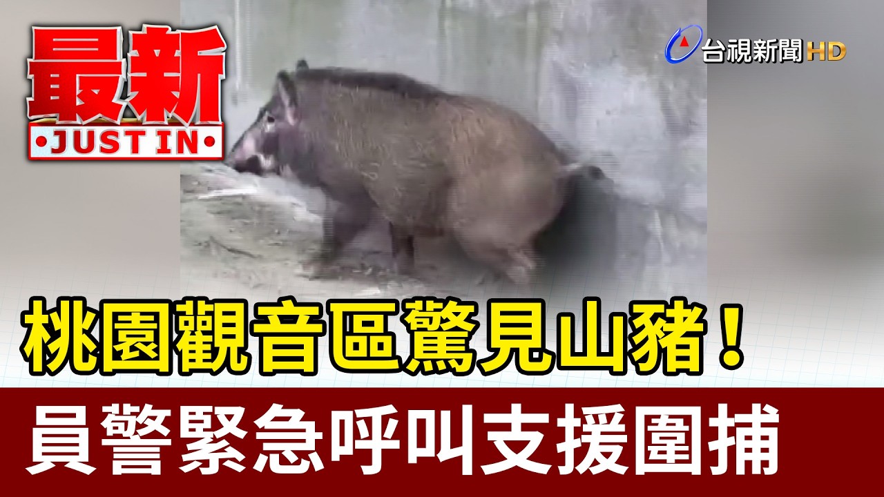 桃園觀音區驚見山豬！ 員警緊急呼叫支援圍捕【最新快訊】