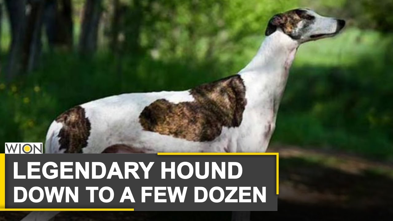 Bangladesh's treasured Sarail hounds face extinction | Sarail's known for their hunting prowess