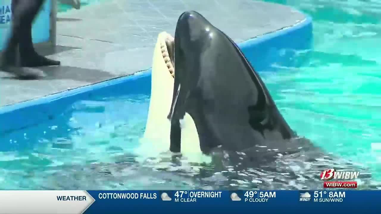 Oldest killer whale in captivity shouldn’t be released back into ocean, says former trainer