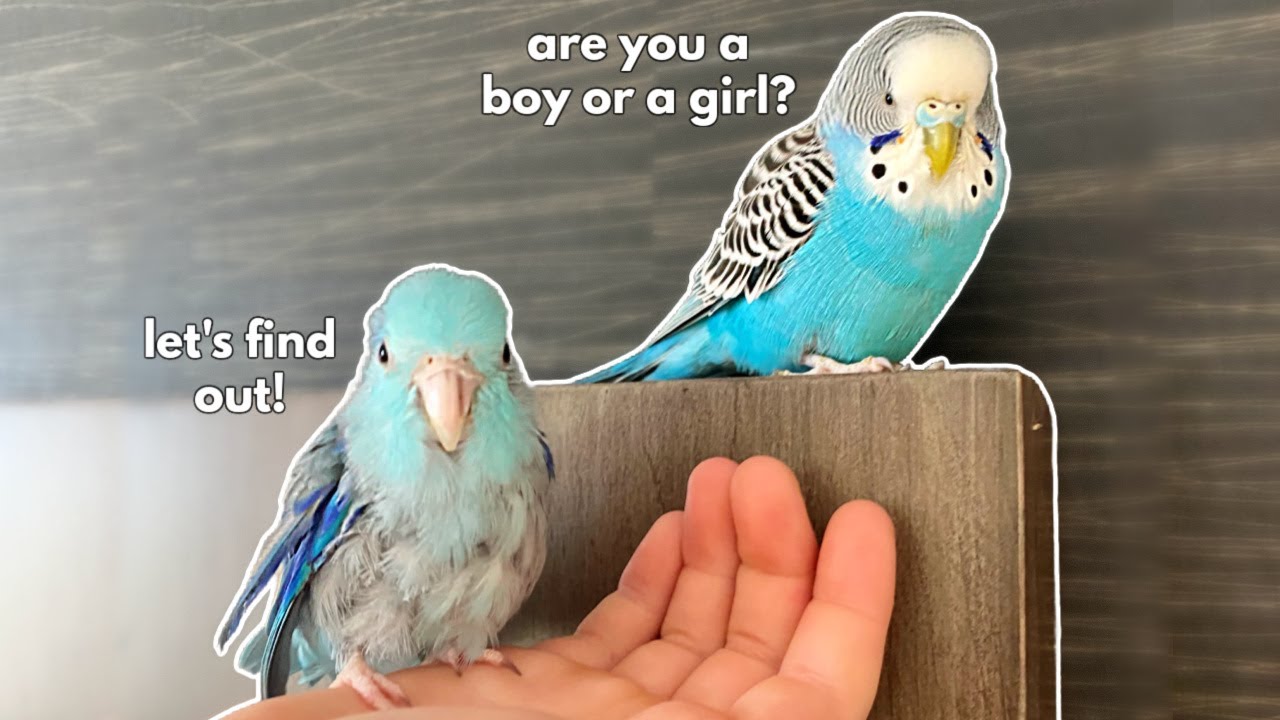 Revealing my parrotlet's GENDER! 💙💗