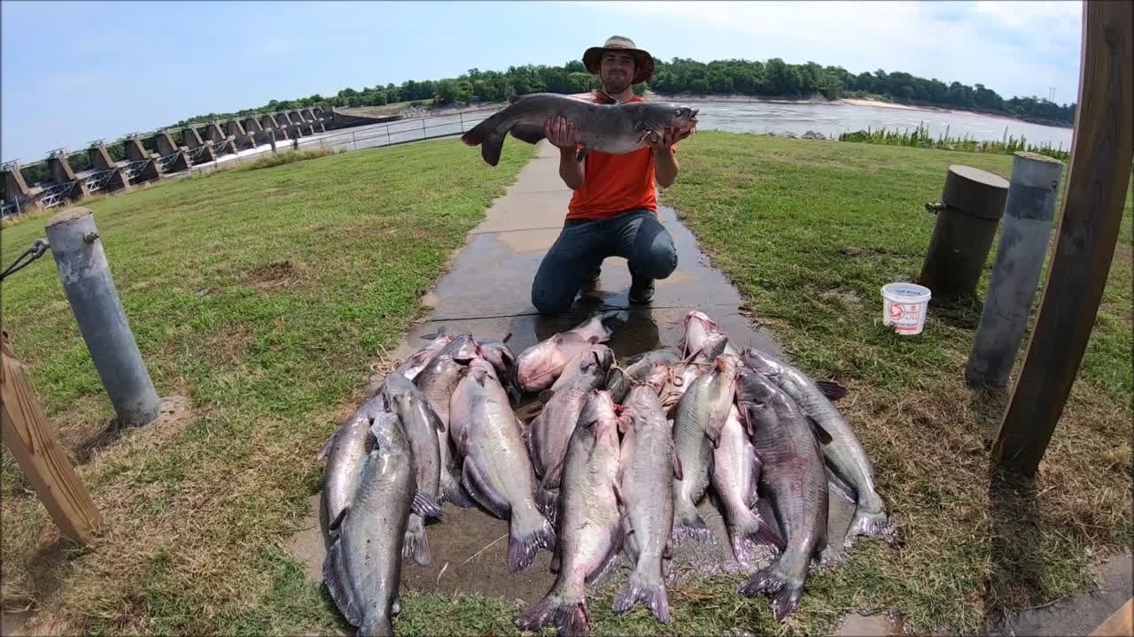 BEST DAY OF CATFISHING EVER! ARKANSAS RIVER BANK CATFISHING! #short #shorts #catfishing #viral