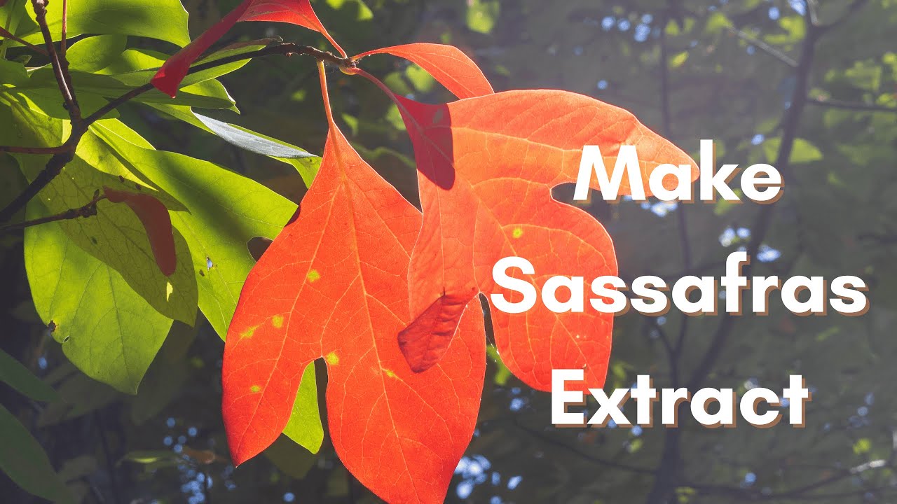 Foraging for Flavor: Make Sassafras Extract at Pricklethicket.