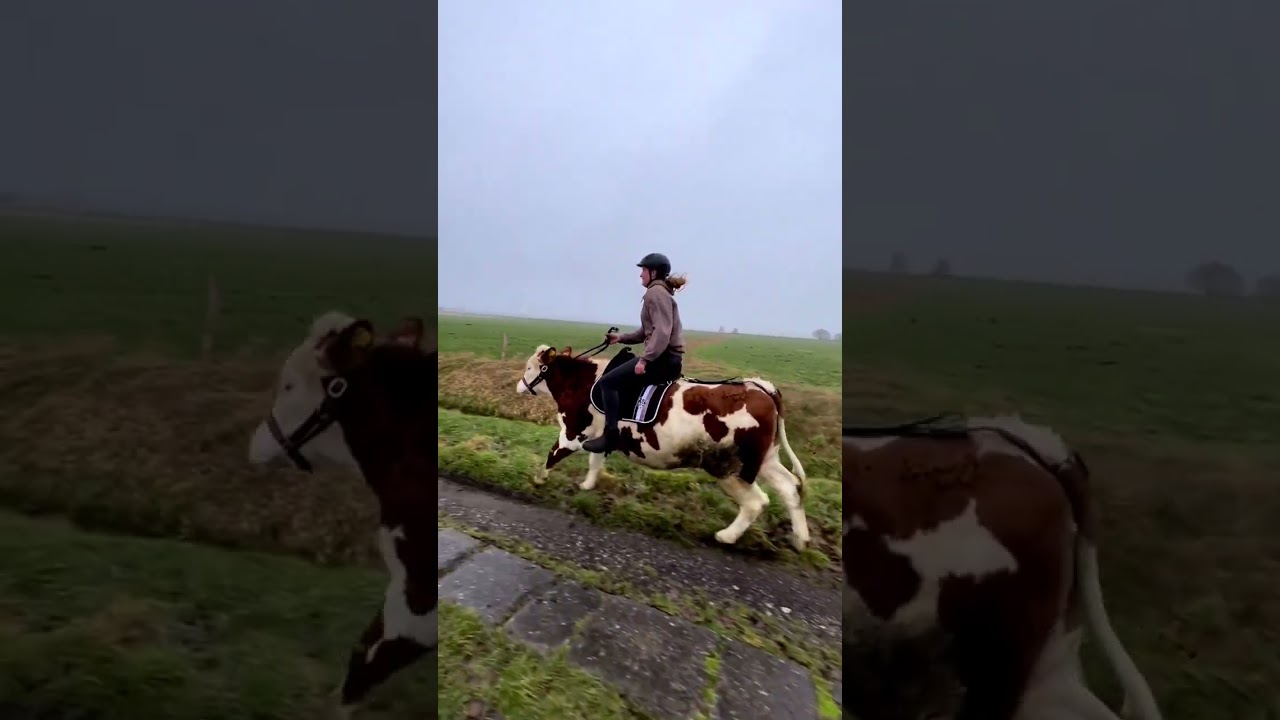 cow riding 😁👍
