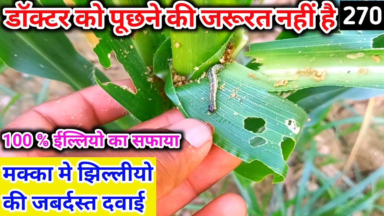 मक्का में ईलीयो का कहर देखो || झिल्ली कैसे खत्म करें || FMC coragen || DOW delegate