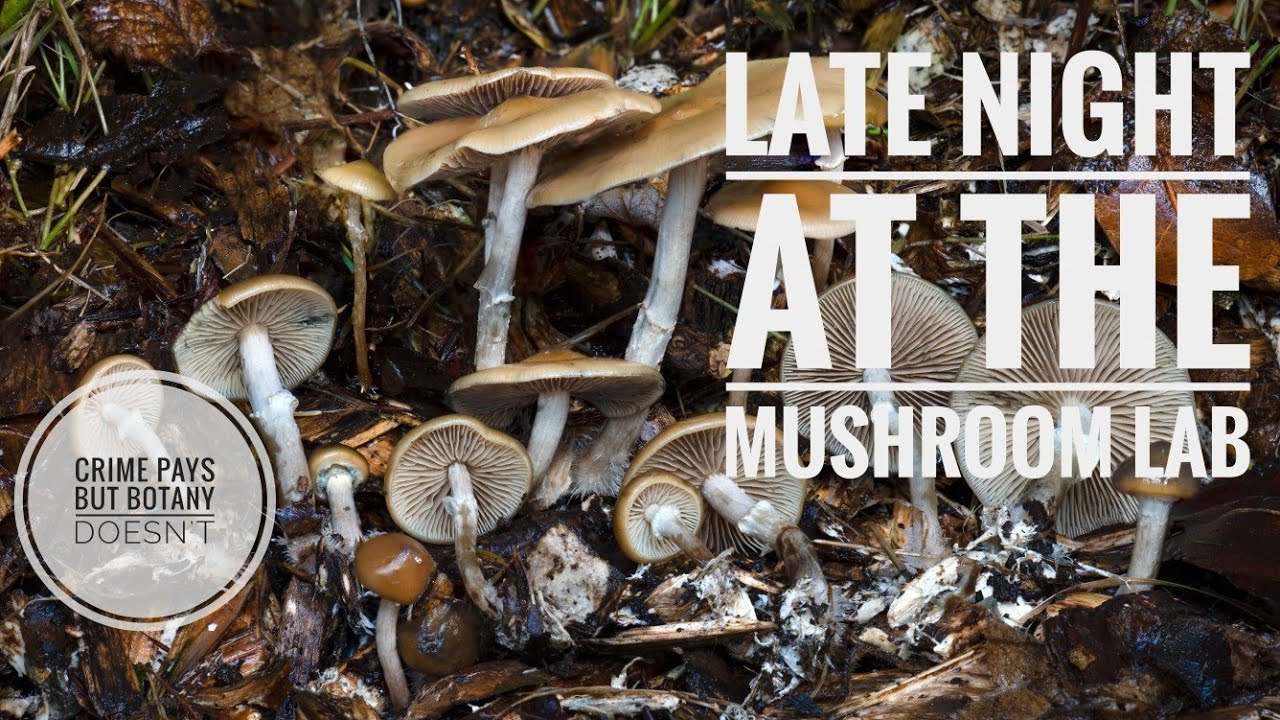 Late Night at the Mushroom Lab