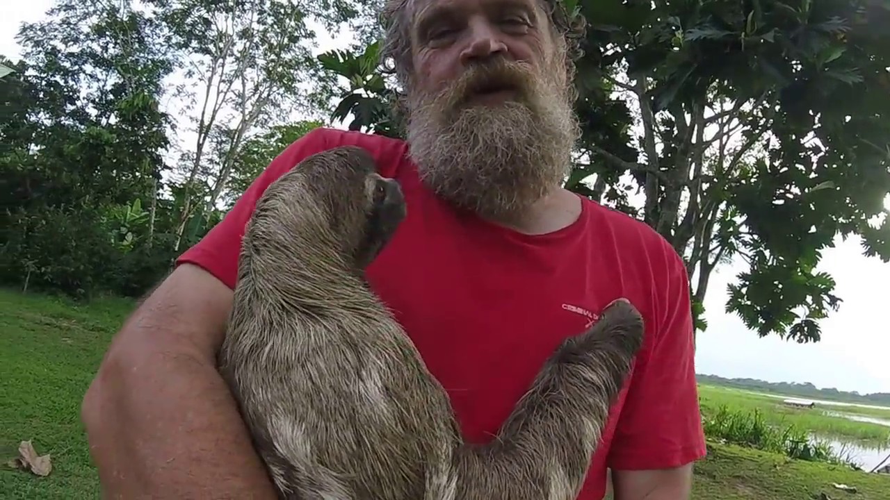 🔵 Meaning of Sloth - The Seven Deadly Sins - Bradypodidae - Sloth - C2 C1 CAE CPE British English