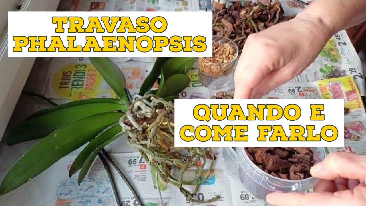 Rinvasare Una Phalaenopsis Con Bark, Lapillo E Sfagno