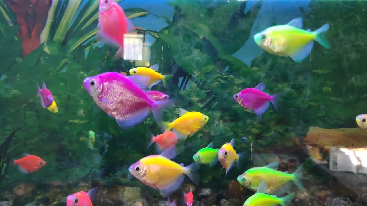 Fish tank America 🇺🇸🇺🇸 13