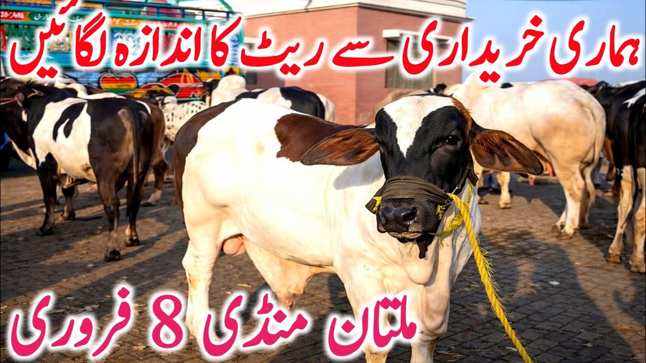 Today Multan Cow Mandi 2026 | Cholistani Sahiwal & Brahman Cows | Global Village Farming