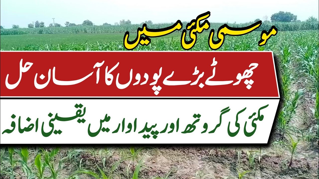 Uneven Maize Plants – Best Solutions for Autumn Maize || Pak Agriculture