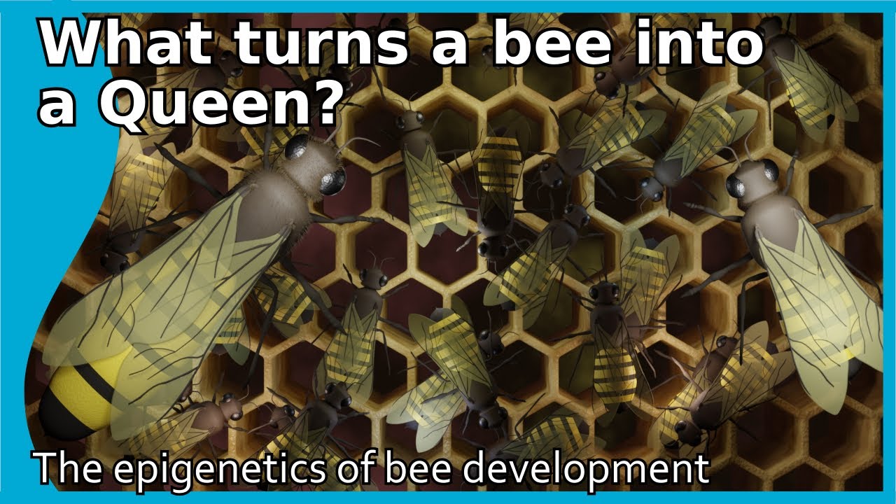 What turns a bee into a Queen? The epigenetics of bee development