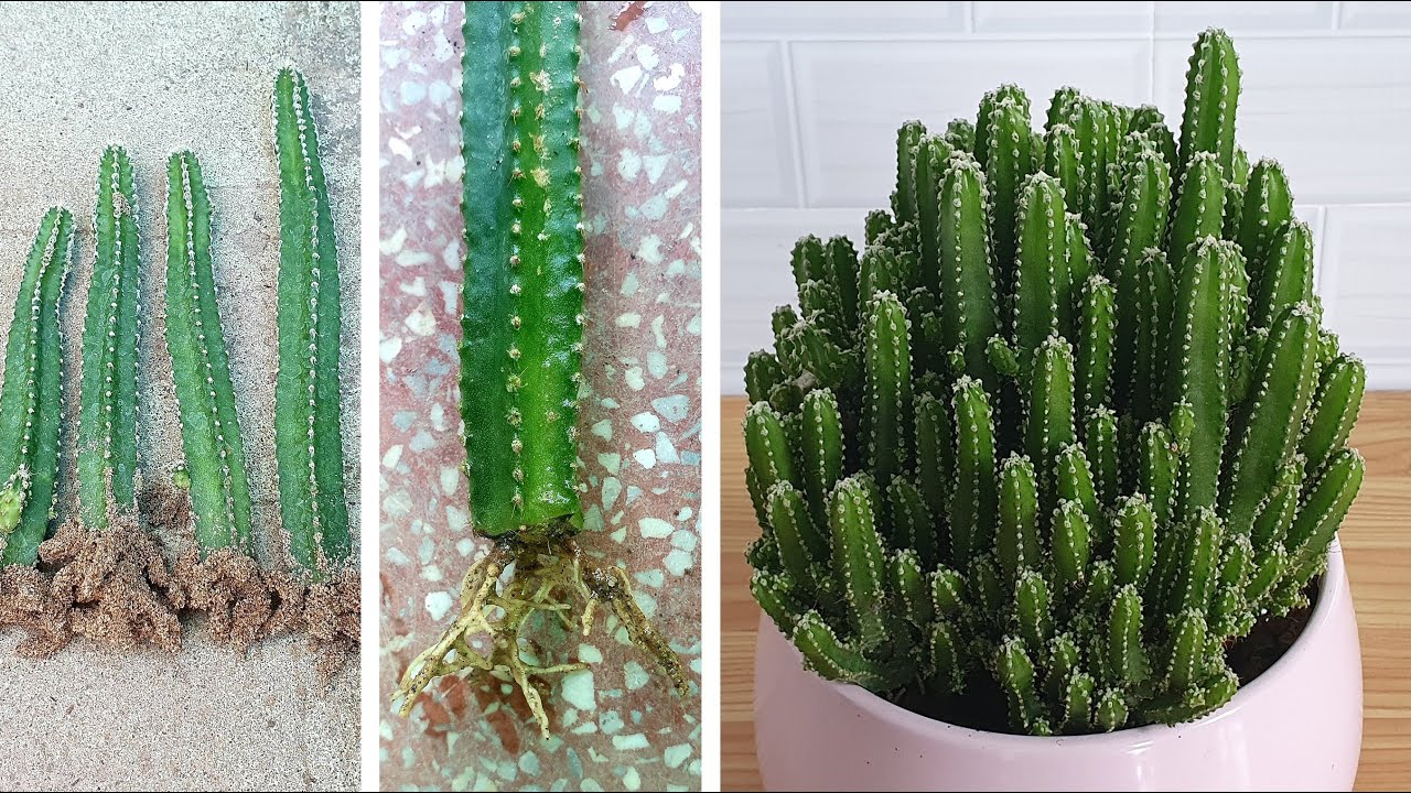 Nhân giống Xương rồng Thanh Sơn không thối gốc | Method propagation Fairy Castle Cactus