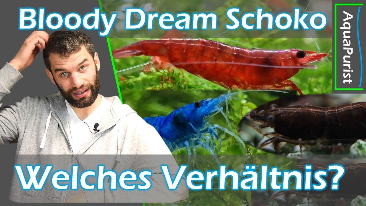 Dauerhaft bunt ❤️💙🤎 In welchem Verhältnis sollte man Bloodys, Dreams und Schokos  einsetzen?