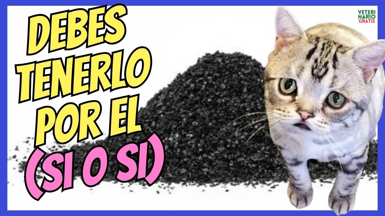 🆘 ¿COMO USAR EL CARBÓN ACTIVADO PARA GATOS ENVENENADOS? 🆘