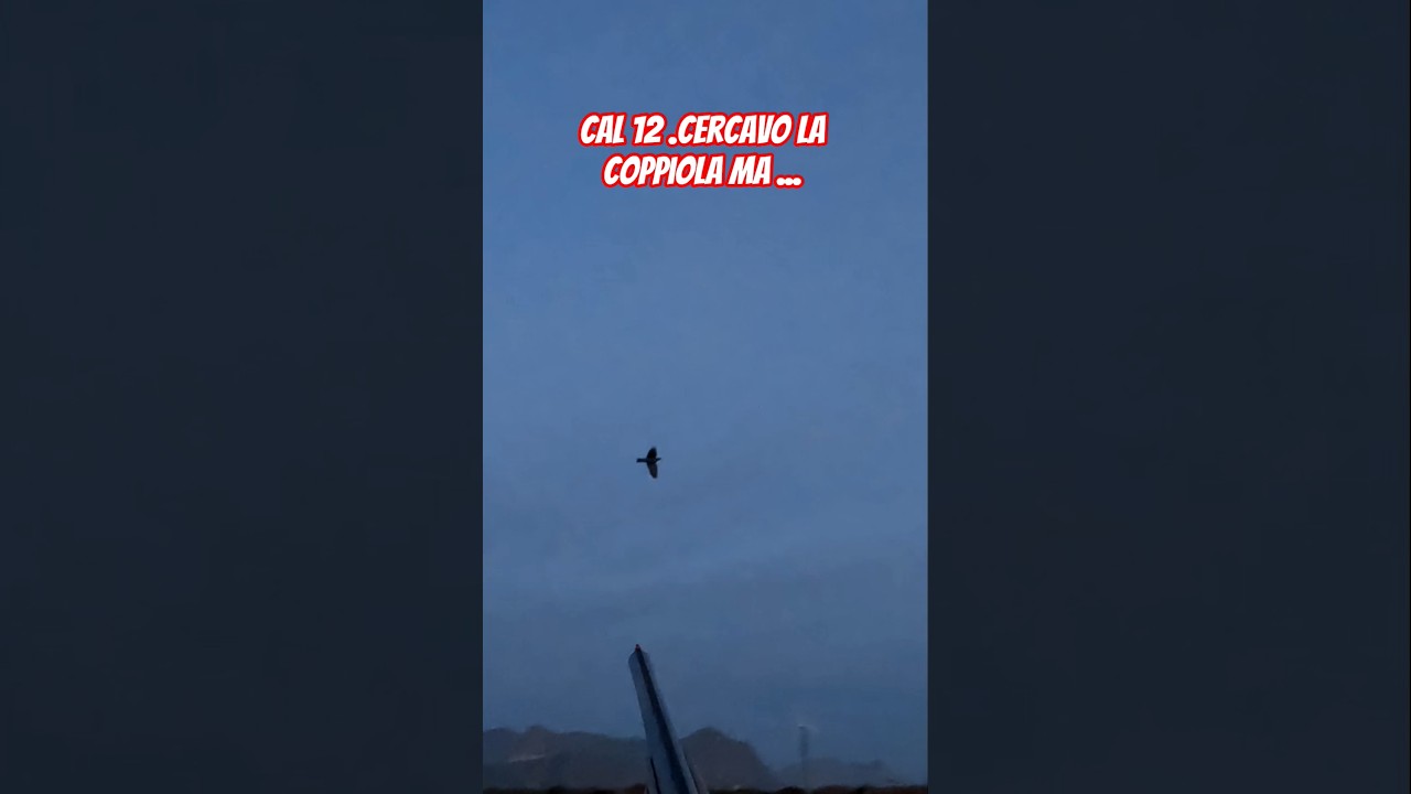 Colombaccio in calibro 12 