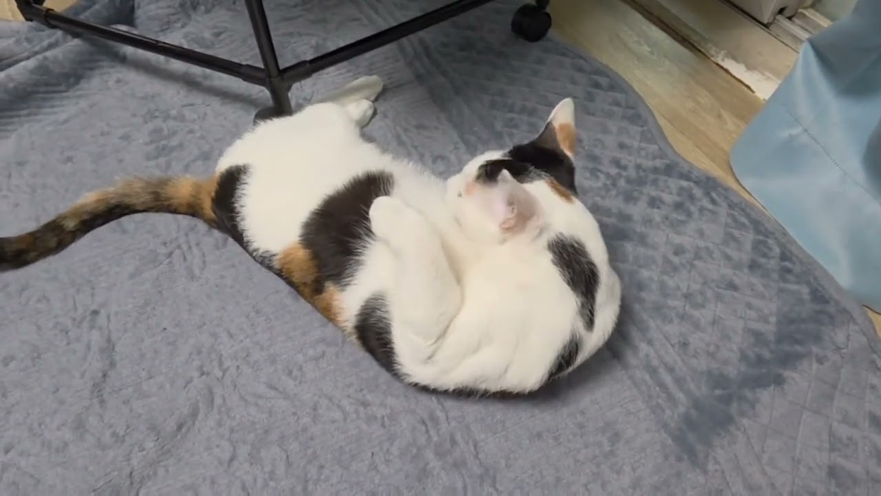애교쟁이 레오