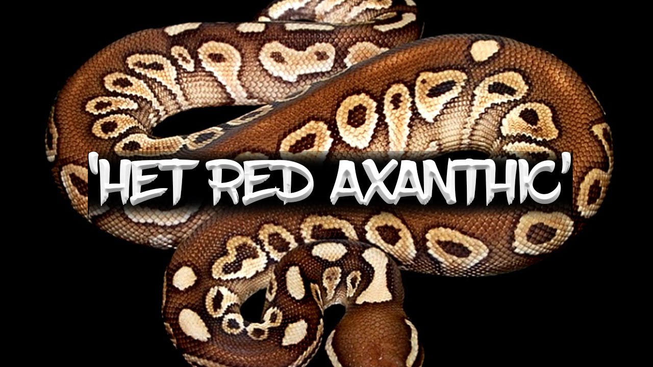 Шаровидный питон «Het Red Axanthic»