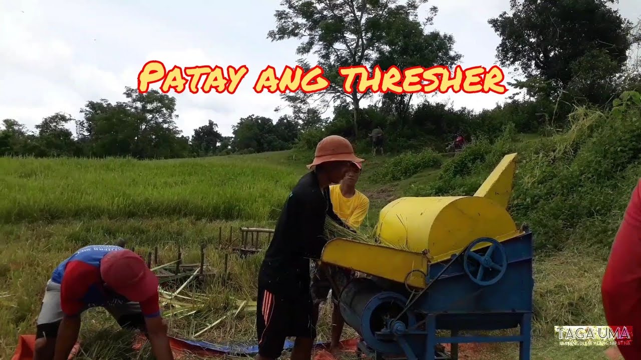 V047 - Traditional na pag ani ng palay | S.J iloilo