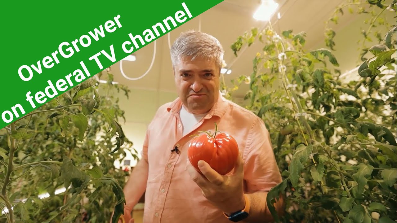 Incredibly Interesting Stories - OverGrower is in the broadcast of Ren-TV