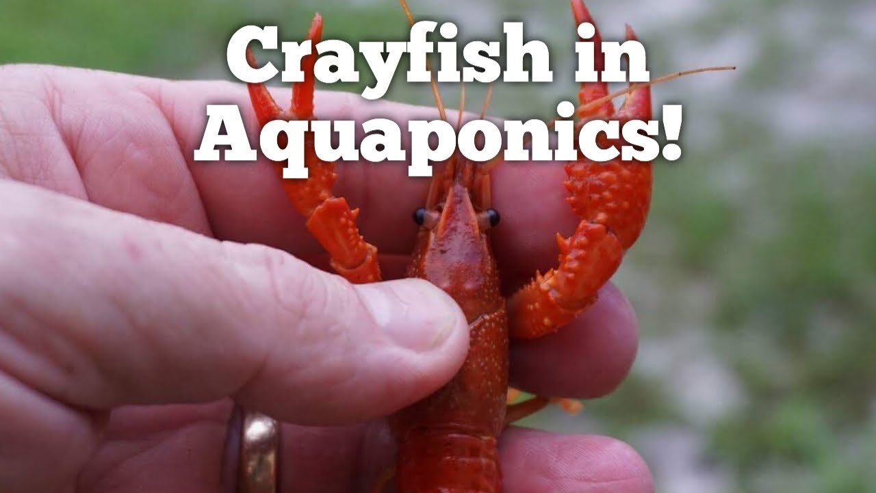 Crayfish in Aquaponics!