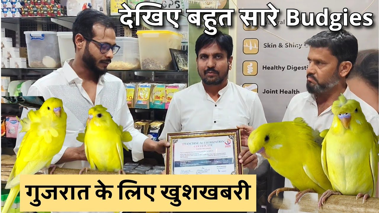 Big Announcement for Gujarat | Budgies Mutation at Al Noor Pet Shop | Lutino Albino and Hagoromo