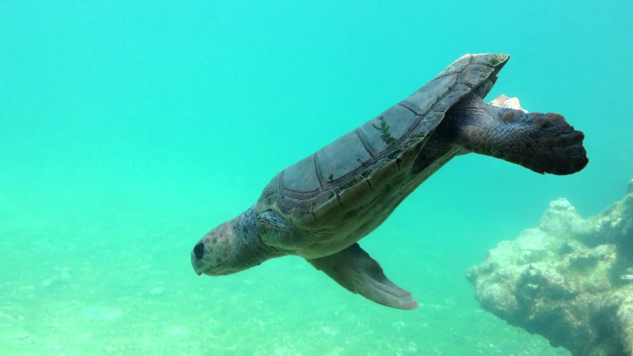 Kelonia les tortues marines
