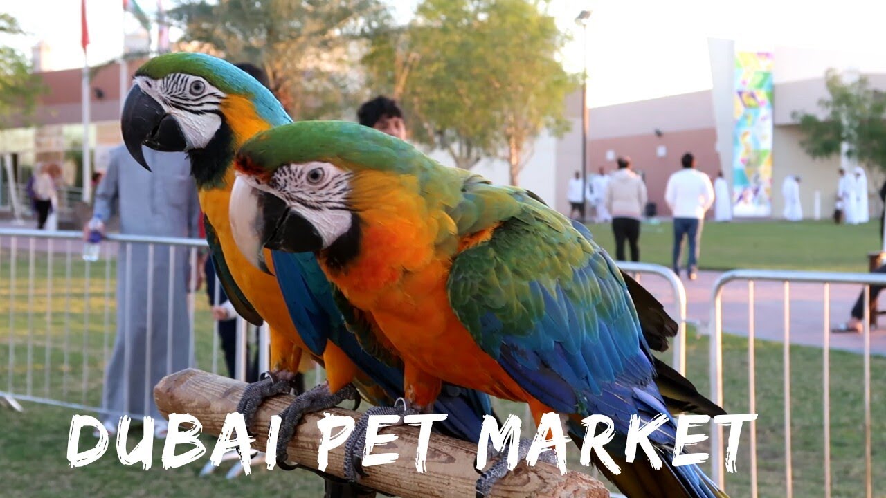 Dubai pet 🐕 Market || Exotic macaw birds || Dogs || Cats || fish