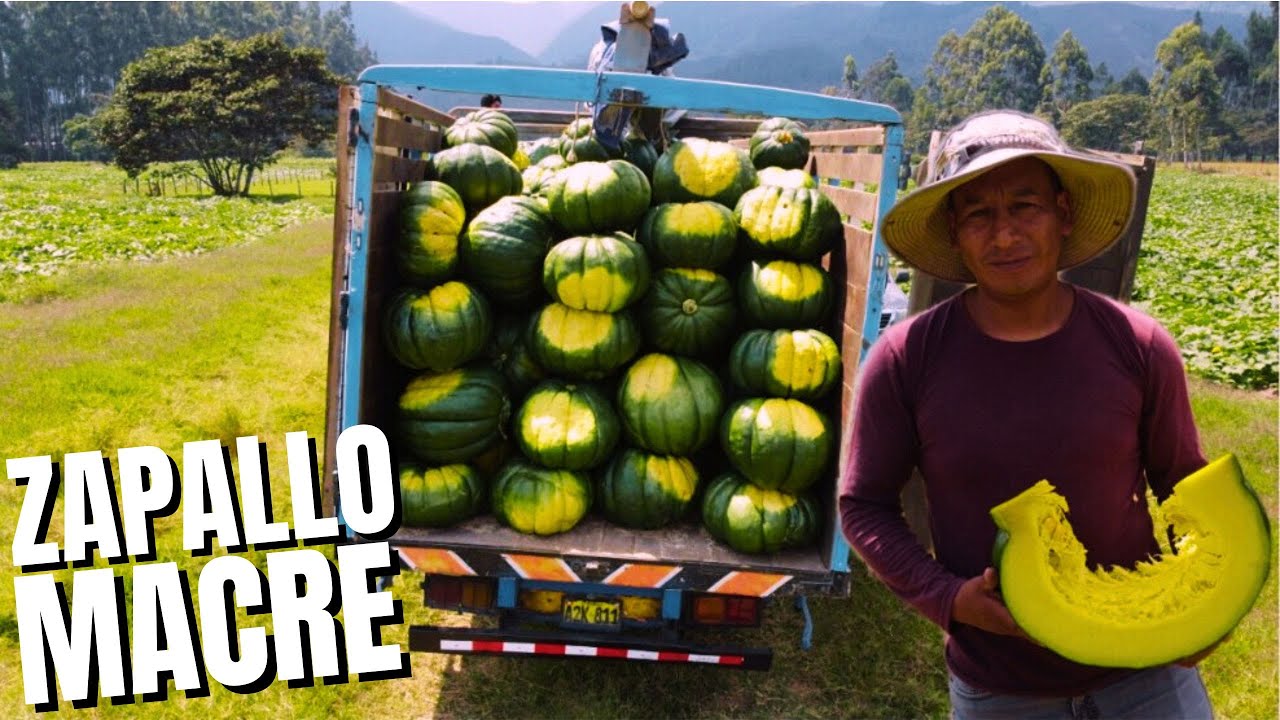 El ZAPALLO MACRE de Oxapampa, Pasco-PERU I Historia de Emprendimiento Rural I Peruralidad TV