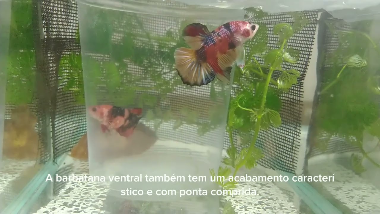 Betta Plakat #bettasplendens #fishtank #aquarium #aquascape #bettaaquarium