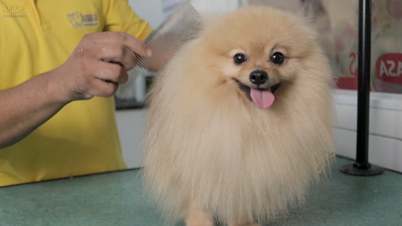 TIPOs DE TOSA para CACHORROS: HIGIÊNICA e ARREDONDAMENTO (LULU DA POMERÂNIA)