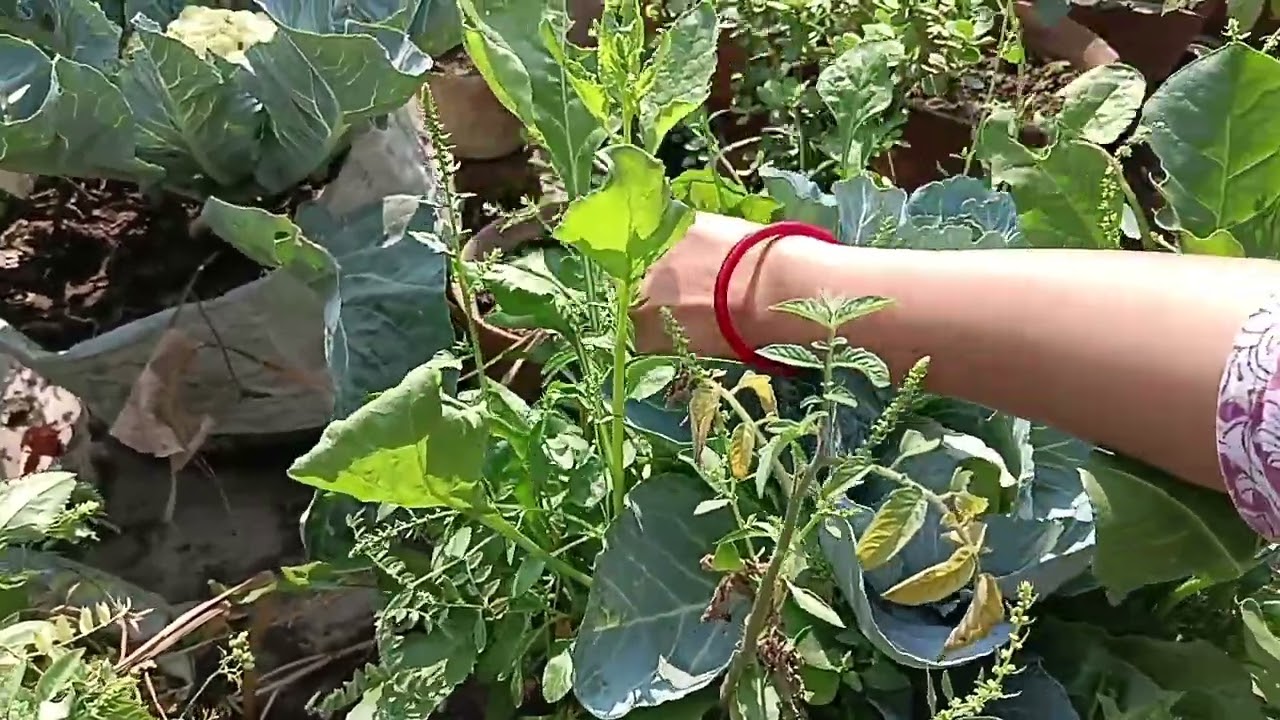 বাড়িতে পালং শাক চাষ করবে কিভাবে❓How to grow spinach at home#garden #gardening #viral #plants #video