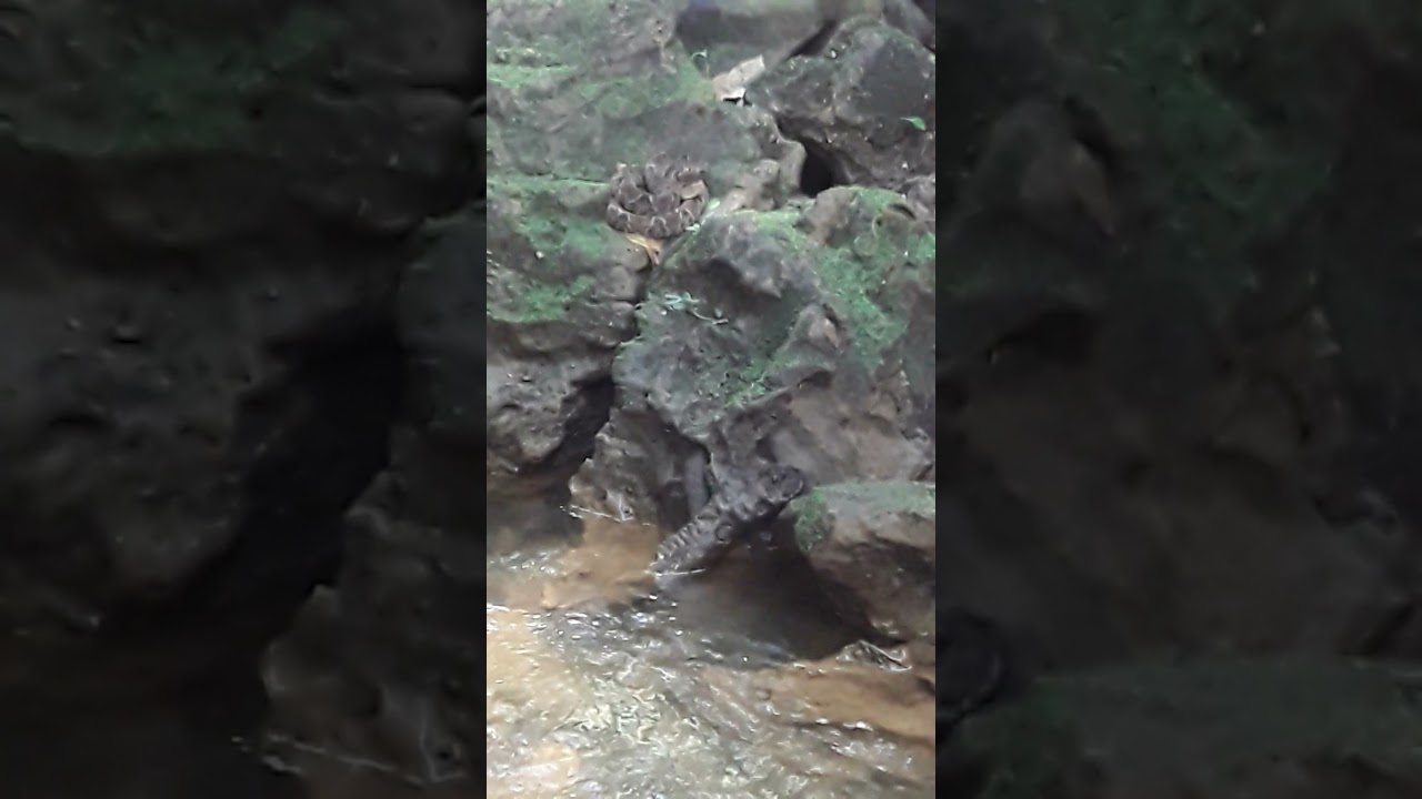 culebra sorda sobre la roca