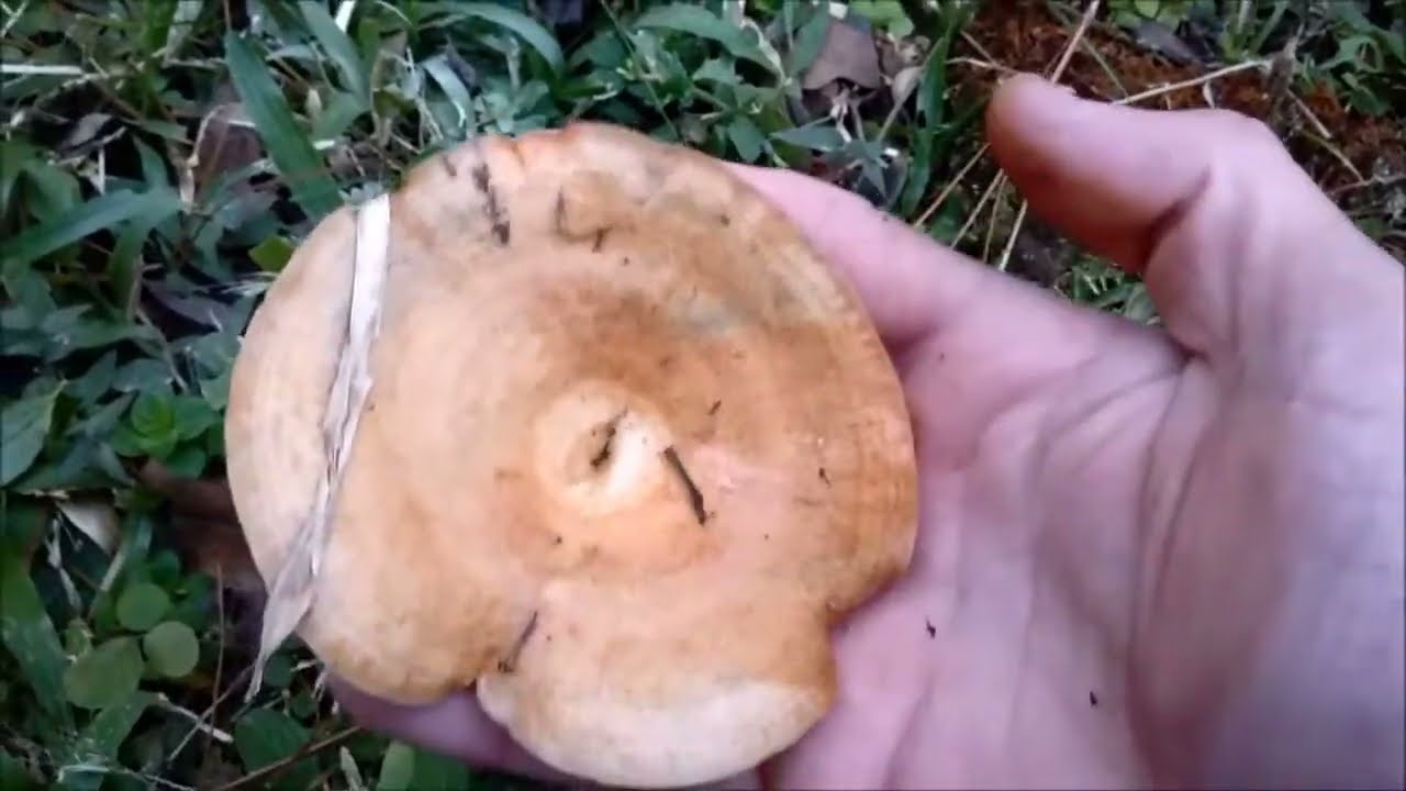 Amanitas e Lactarius