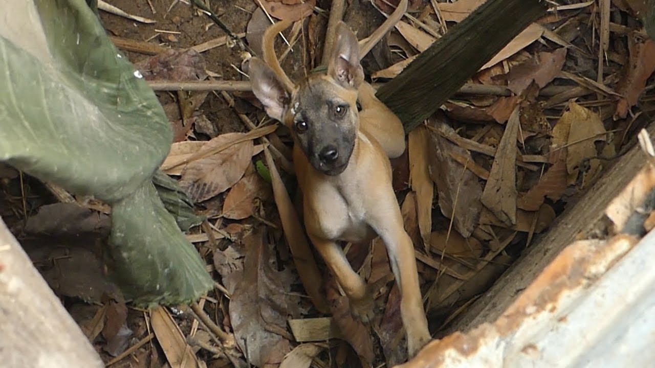 Rescue Little Dog  Has Fall In Mud Well And Give Some Food