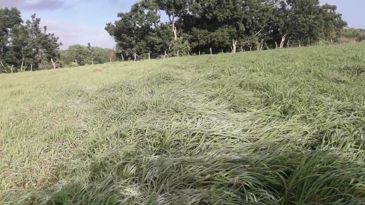 Cultivo do capim pangolão.