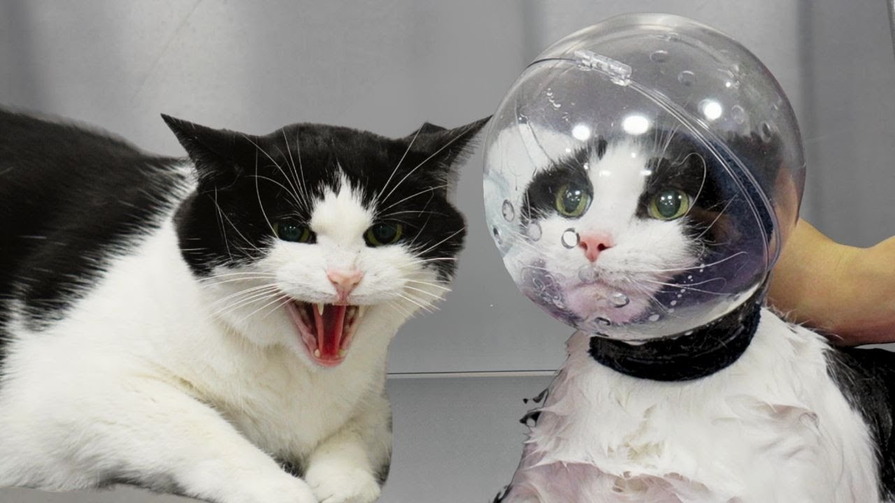Don't mess with CATS!