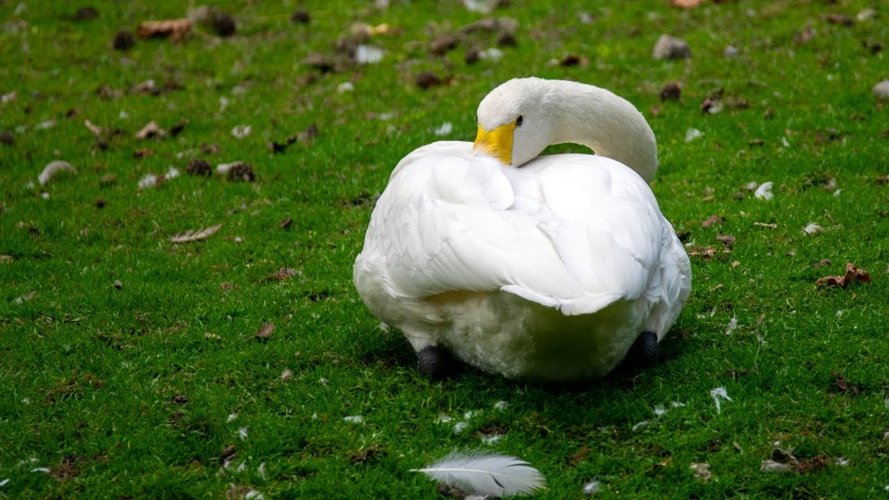 Birds of Bronx Zoo