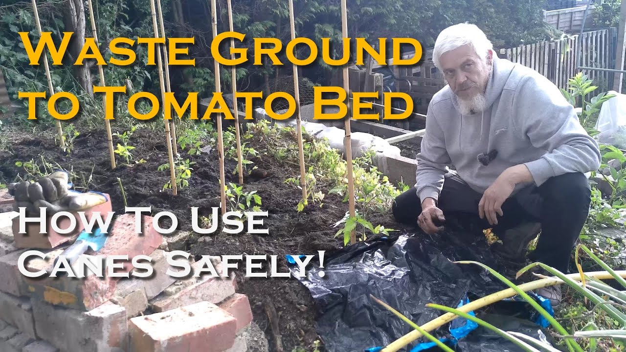 Planting Tomatoes
