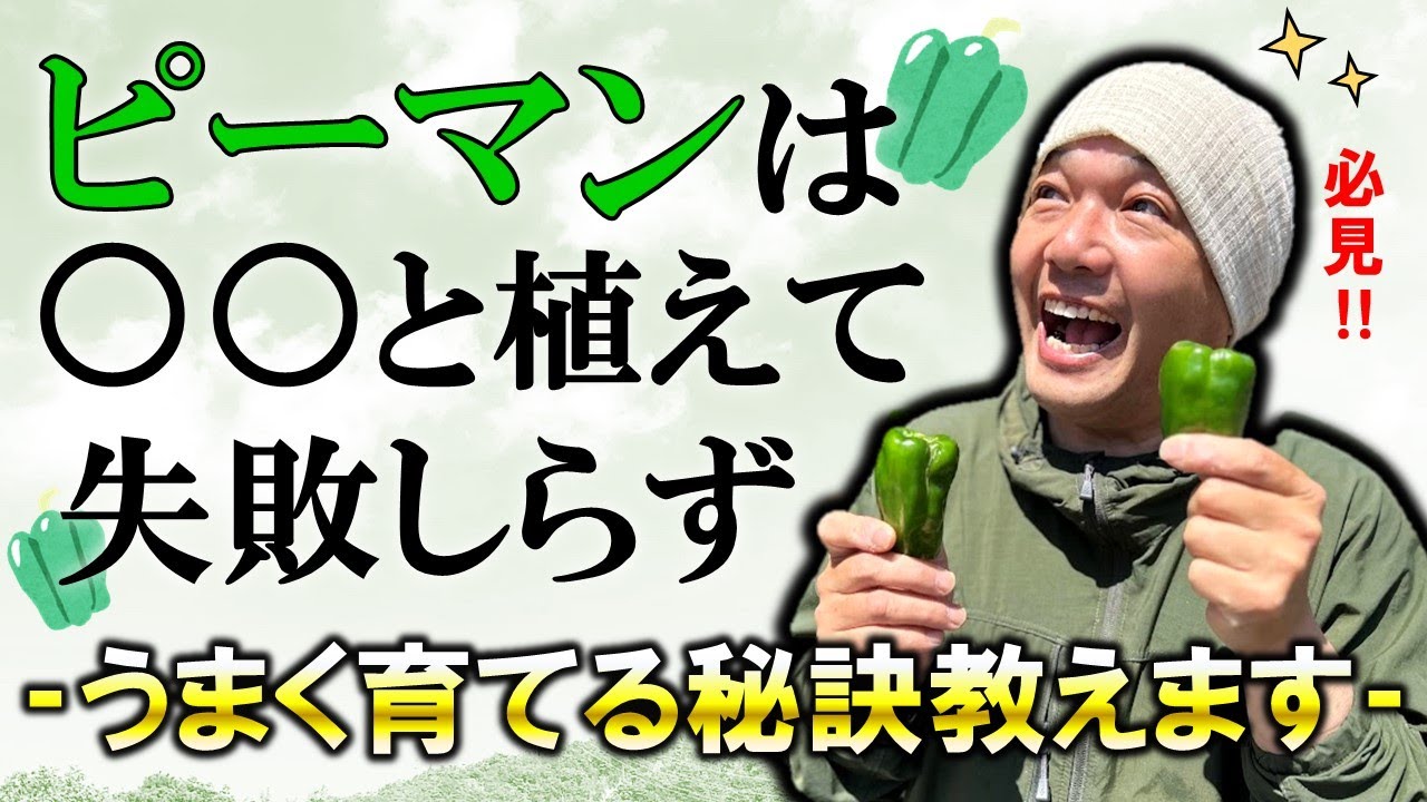 ピーマンは〇〇と植えて失敗知らず！！うまく育てる秘訣教えます