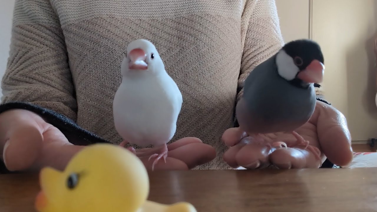 仲良し？喧嘩？文鳥2羽の不思議な距離感。
