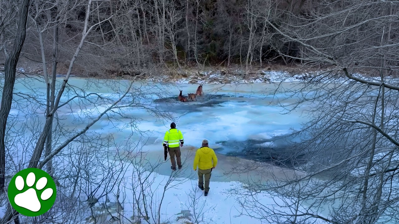 Men Rescue Three Deer Trapped on Cracking Ice