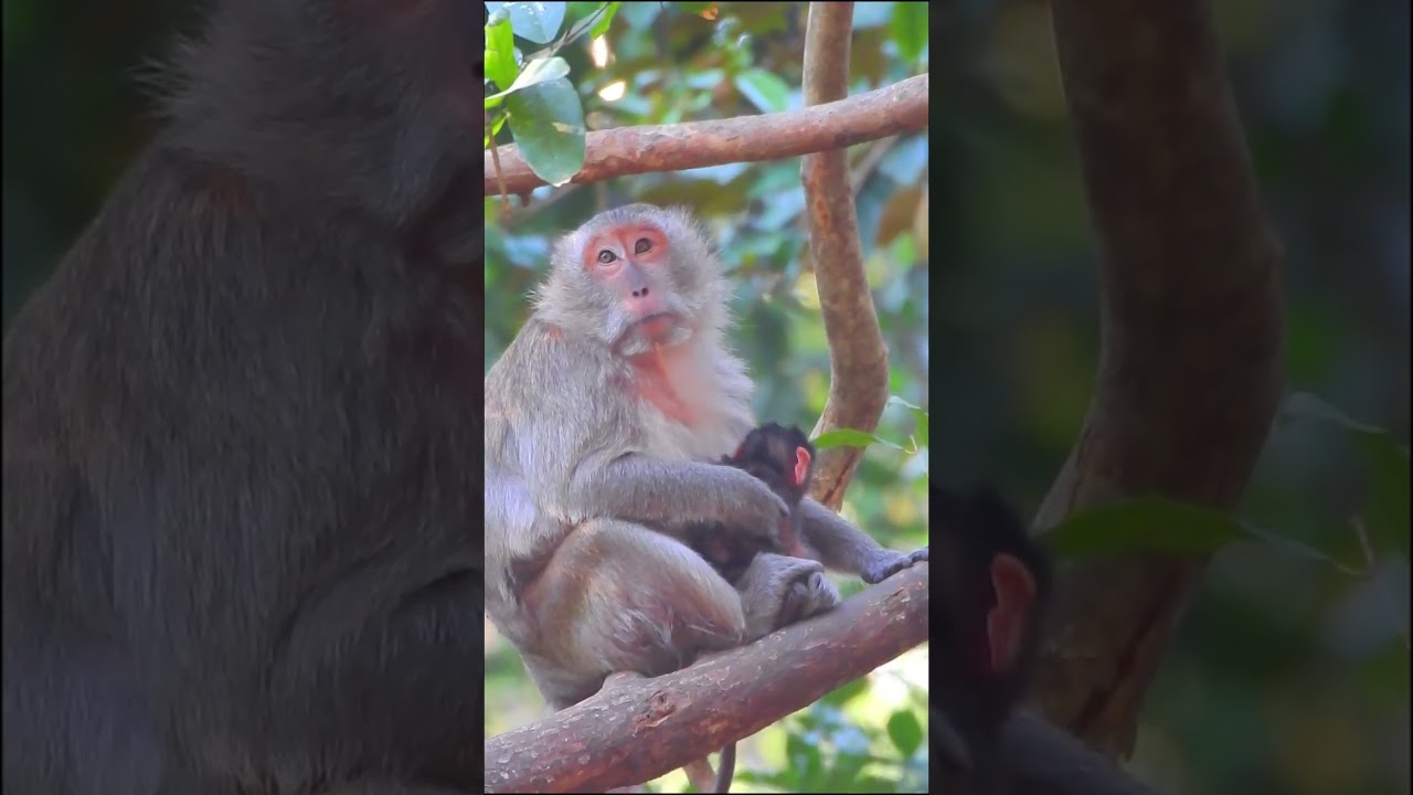 WOW! Most beautiful newborn baby monkey.