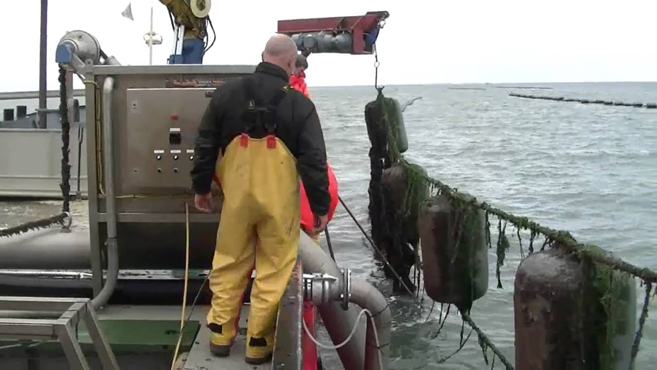 mussel spat harvesting with venturi system