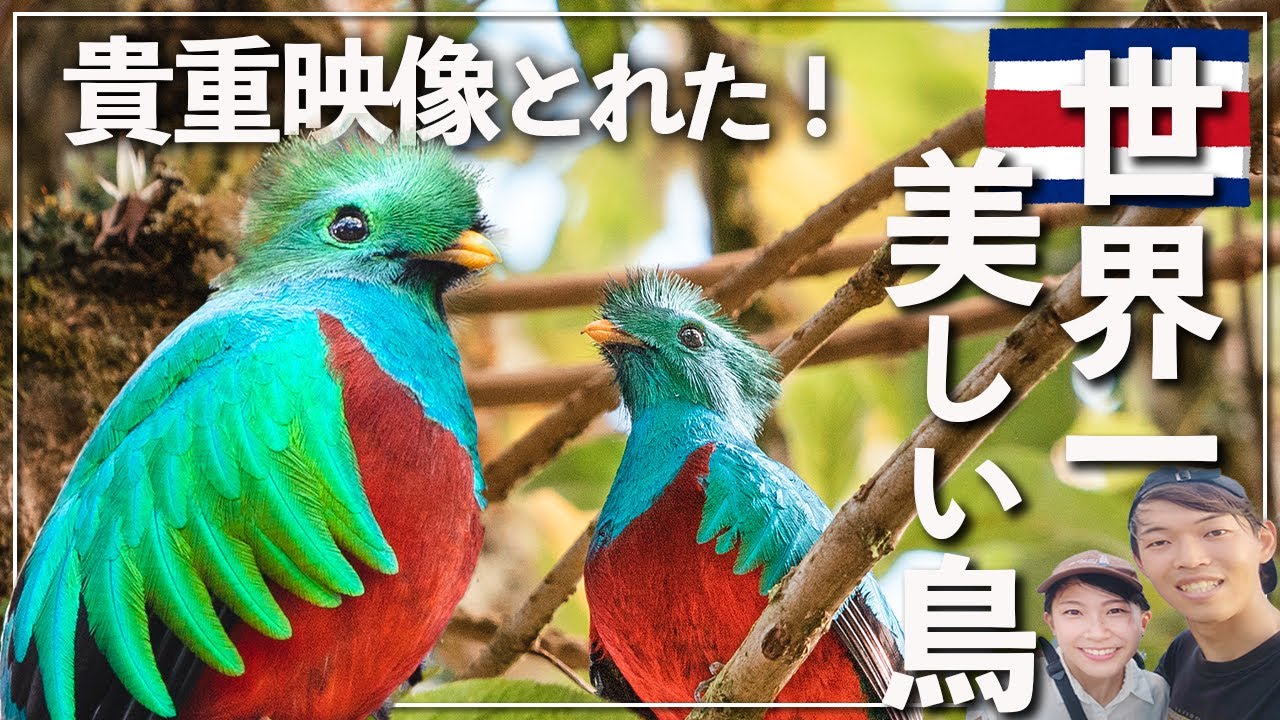 【神回】世界一美しい鳥ケツァールに大感動！ようやくコスタリカを観光できた。涙