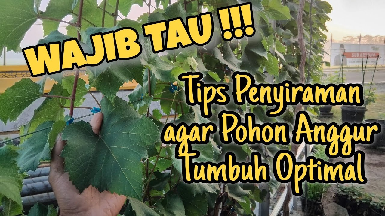 Eps 51 - Bingung dalam penyiraman Anggur⁉️ Tips Penyiraman Pohon Anggur agar Tumbuh Optimal