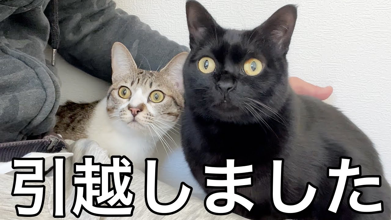 結婚できない男が猫様のために一軒家を買った話