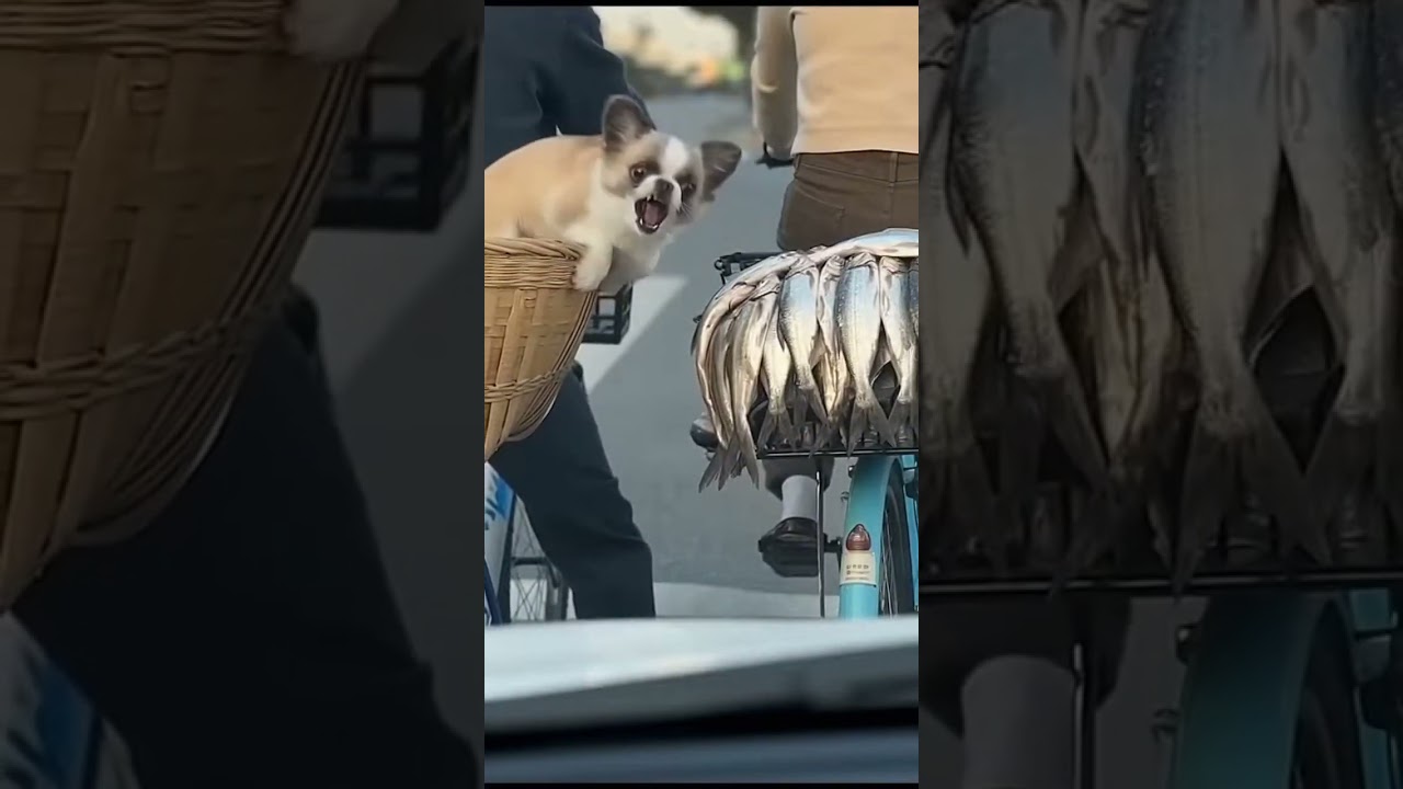 Chihuahua trying to steal the fish from bike cart  | Chihuahua videos #shorts